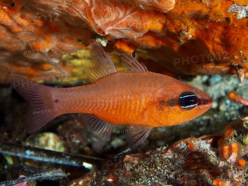 A bright orange king mullet (Apogon imberbis) swimming near a reef, dive site Giens Peninsula, Mediterranean Sea, Porquerolles, Provence, Côte d'Azur, France