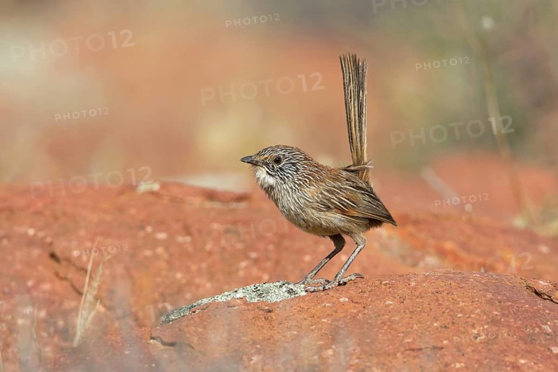 Short-tailed Grasswren (Amytornis merrotsyi), Australia