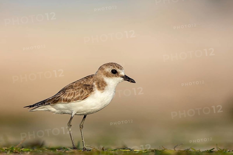 Animals, Birds, Little Ringed Plover, Mongolian Plover, (Charadrius mongolus), Barr Al Hikman, Shannah, Ash Sharqiyah South, Oman