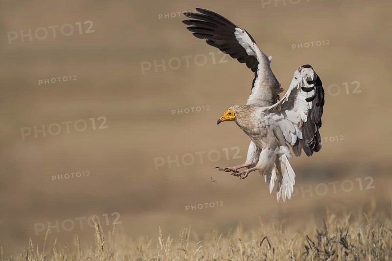 Egyptian Vulture (Neophron percnopterus) approaching, Castile-La Mancha, Spain