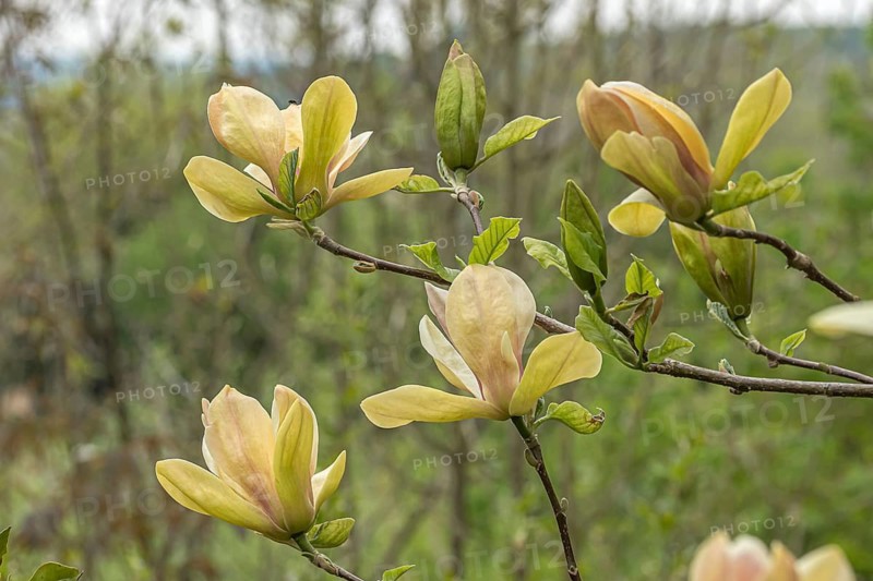 Magnolia (Magnolia 'Sunsation'), Arboretum calf, Germany