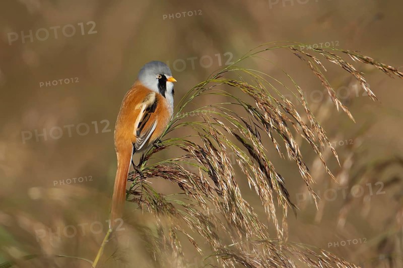 Bearded tit or reedling (Panurus biarmicus) adult male bird on a Common reed seedhead, RSPB Strumpshaw fen nature reserve, Norfolk, England, United Kingdom