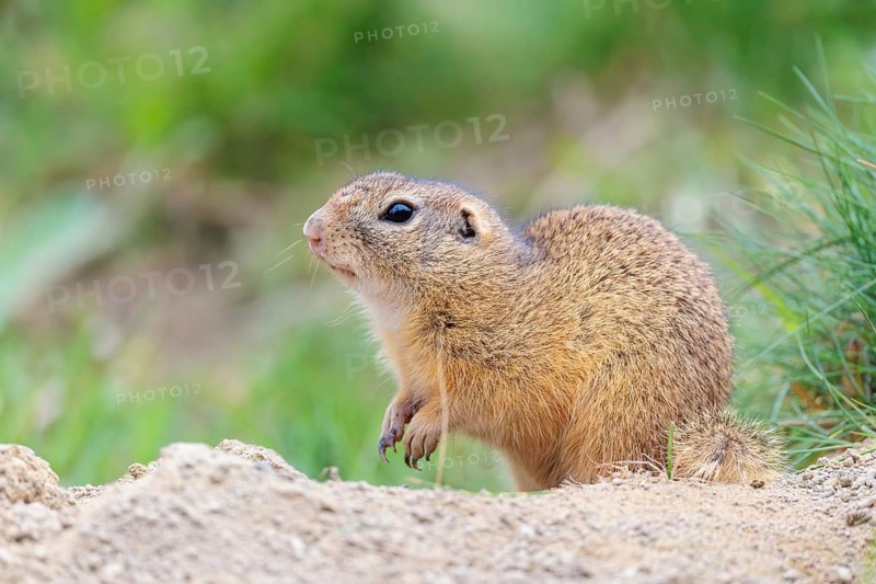 A fully grown ground squirrel (Spermophilus citellus) sits on gravel next to green vegetation on a cloudy day in hilly terrain. Austria