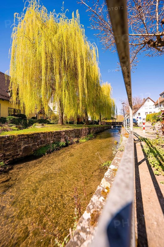 Stream with hanging willow trees and railings in sunny weather, Aidlingen, Böblingen district, Germany