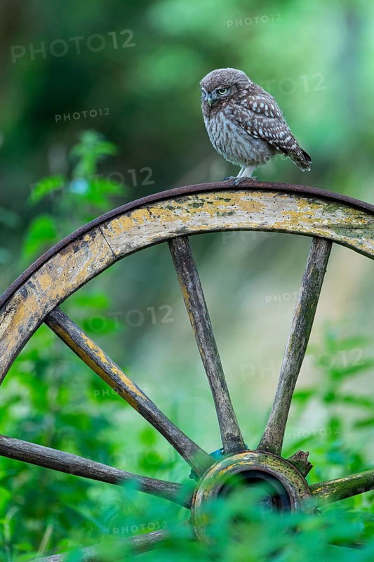 Little owl (Athene noctua), Vechta, Lower Saxony, Germany