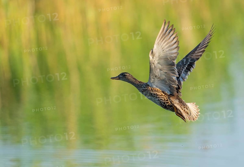 Gadwall (Mareca strepera), female in flight, Lower Saxony, Germany