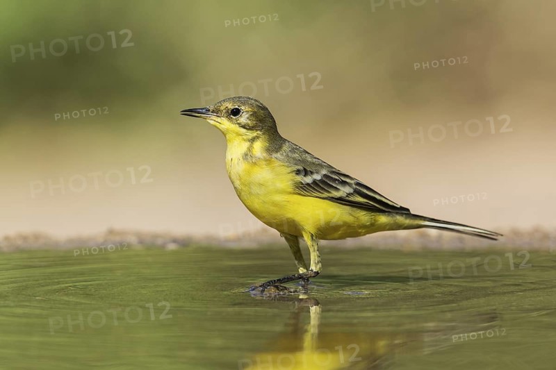 Western Yellow Wagtail (Motacilla flava), Eilat, Israel