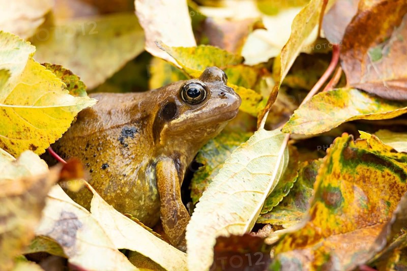 Common frog (Rana temporaria) adult amphibian amongst fallen autumn leaves in a garden, England, United Kingdom