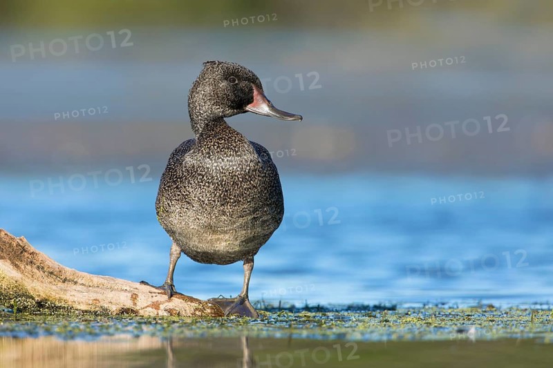 Freckled Duck (Stictonetta naevosa) male, Victoria, Australia