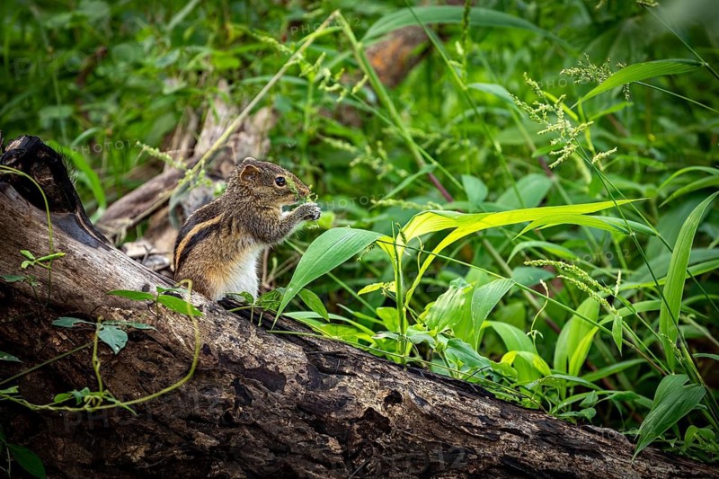 A chipmunk nibbles on something on a fallen tree trunk in the forest, Northern Palm Squirrel near Sigiriya in Sri Lanka (Funambulus palmarum)