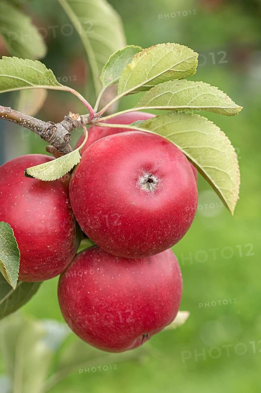 Apple (Malus domestica 'Rajka'), Bundessorteamt, Germany