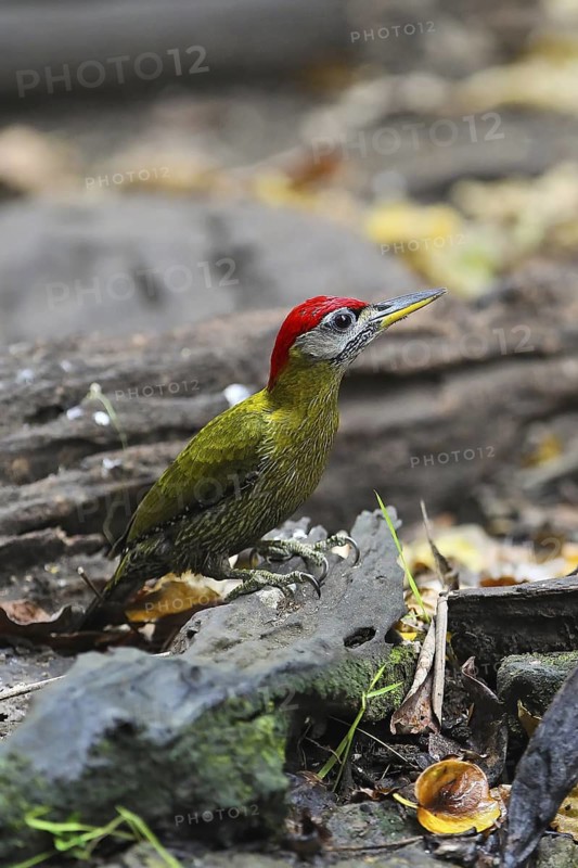 Streak-breasted Woodpecker (Picus viridanus) male, Kaeng Krachan, Thailand