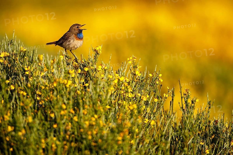 Bluethroat (Luscinia svecica cyanecula) male singing, Castile, Spain
