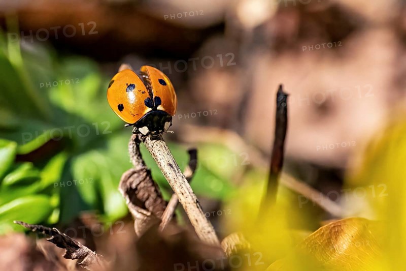 Ladybird on a branch in a close-up with blurred background and green leaves, A ladybird on a branch in the forest near Jena in Thuringia (Coccinellidae)