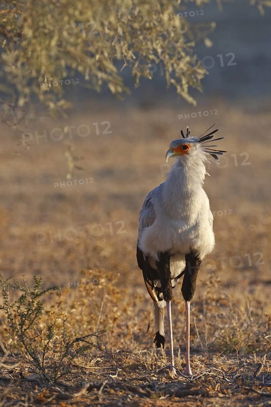 Secretarybird (Sagittarius serpentarius), Northern Cape, South Africa