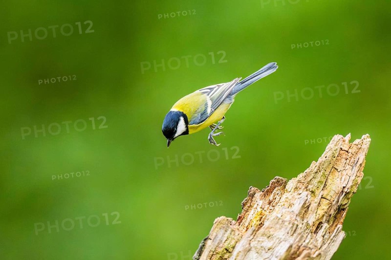 Great tit (Parus major) sitting on an old wrotten tree trunk at a swamp, Bavaria, Germany