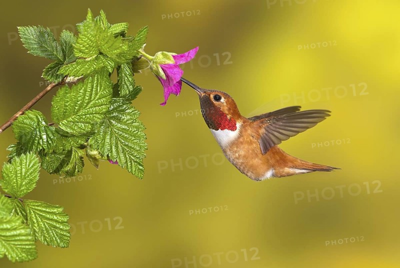 Rufous Hummingbird Male (Selasphorus rufus) - (Selasphorus rufus) - Victoria BC, Canada