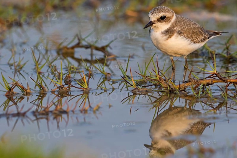 Animals, birds, plover, Kentish plover, (Charadrius alexandrinus), biotope, habitat, foraging, Khawr Rawri, Salalah, Sohar, Oman