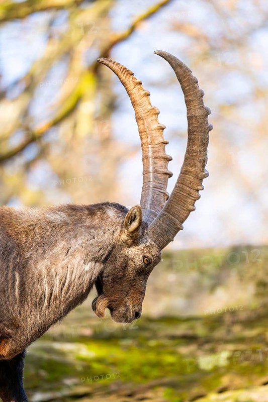 Alpine ibex (Capra ibex), in the mountains, Bavaria, Germany