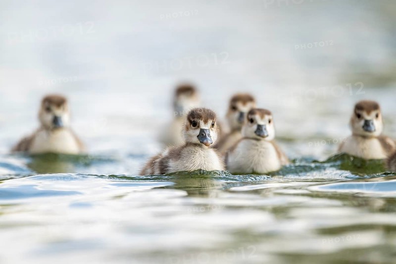 Egyptian goose (Alopochen aegyptiaca) chicks swimming on a lake, Bavaria, Germany