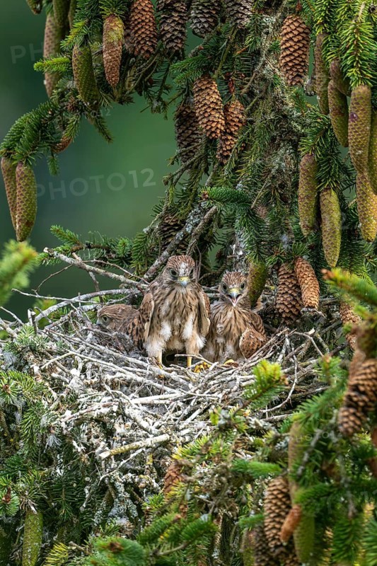 Common kestrel (Falco tinnunculus), young birds not yet ready to fly in the nest, Rhineland-Palatinate, Germany