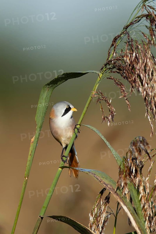 Bearded tit or reedling (Panurus biarmicus) adult male bird on a reed stem in a reedbed, England, United Kingdom