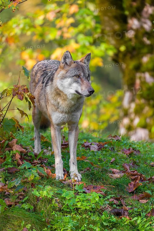 A eurasian gray wolf (Canis lupus lupus) stands on a meadow on a hill with a colourful foliage in the background