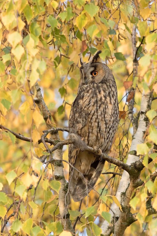 Ransuil in herfst setting, Long-eared Owl in autumn setting