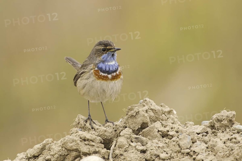Bluethroat (Luscinia svecica cyanecula) male, Turkey