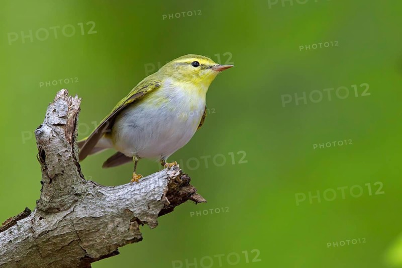 Wood warbler, (Phylloscopus sibilatrix), animals, birds, songbirds, perch, biotope, habitat, foraging, deciduous warbler family, Neustadt an der Weinstrass district, Rhineland-Palatinate, Germany