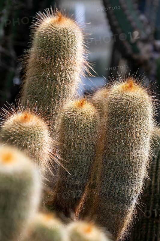 Close-up of golden column cacti (Parodia leninghausii), cactus plant in the cactus house, plant house of Überlingen on Lake Constance, Lake Constance district, Baden-Württemberg, Germany
