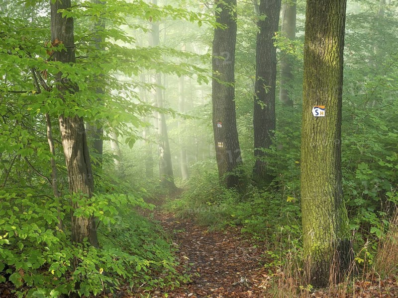 Hiking trail winds through sunny green deciduous forest with morning fog, Saalehorizontale hiking trail in Tautenburg Forest, near Jena, Thuringia, Germany