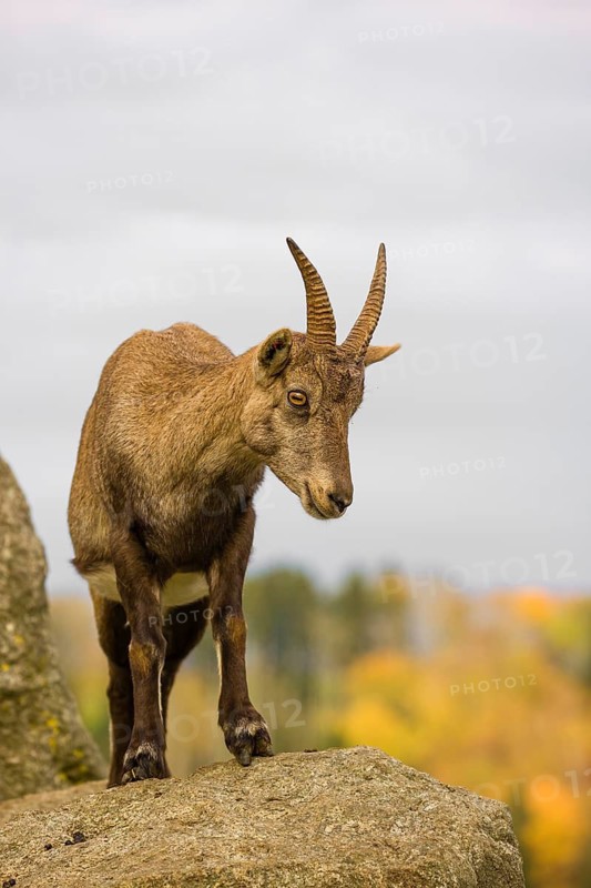 Portrait of a female ibex (Capra ibex) standing on a rock