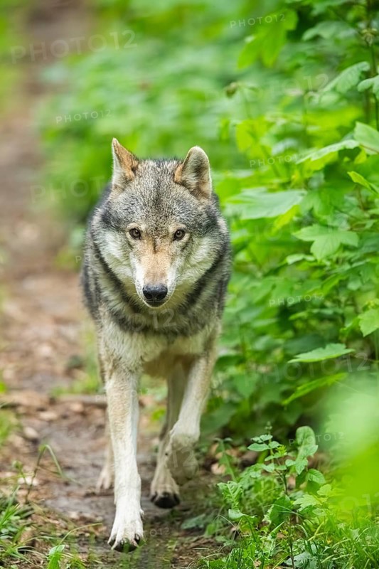 European gray wolf (Canis lupus lupus) in the forest, Germany