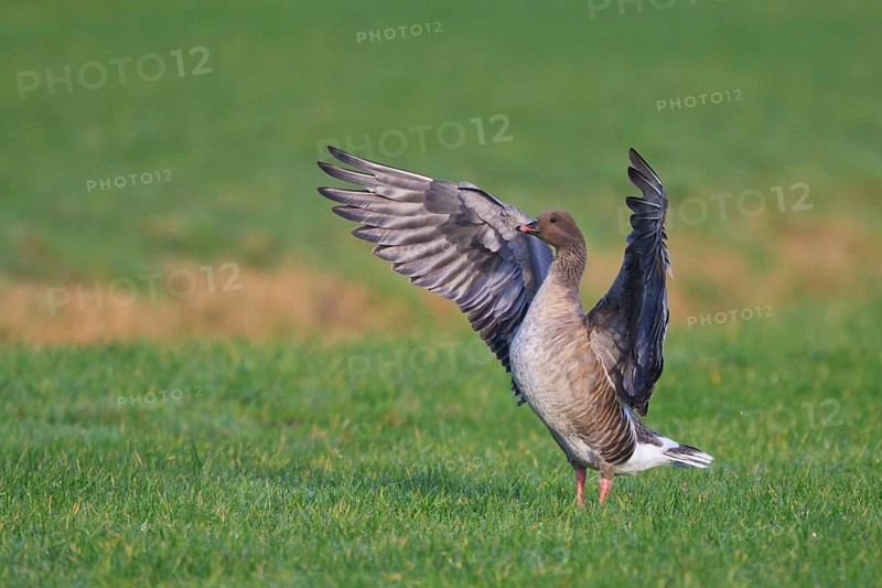 Pink-footed Goose (Anser brachyrhynchus), Netherlands