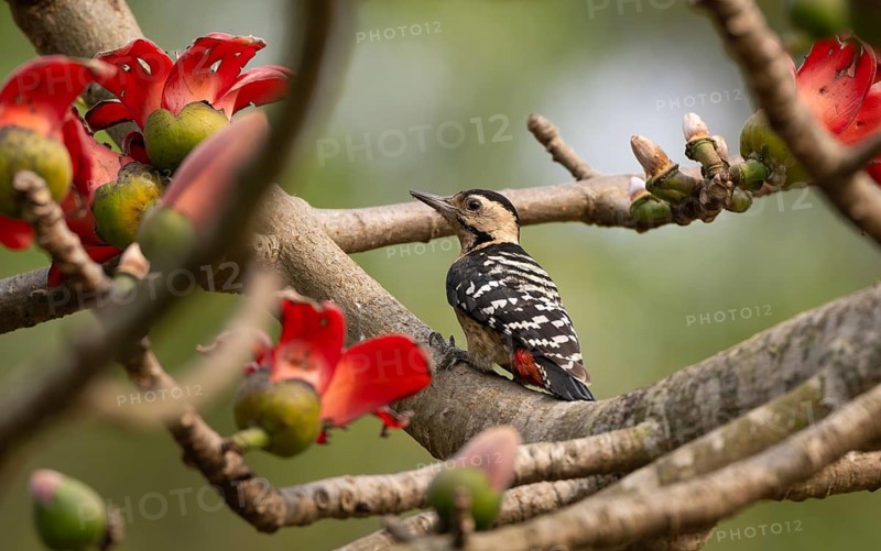 Fulvous-breasted Woodpecker (Dendrocopos macei) among silk-cotton flowers, sreepur, Gazipur, bangladesh
