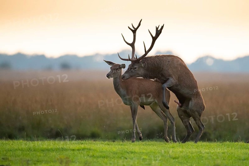 Red deer (Cervus elaphus) mating, Hoenderloo, Gelderland, Netherlands