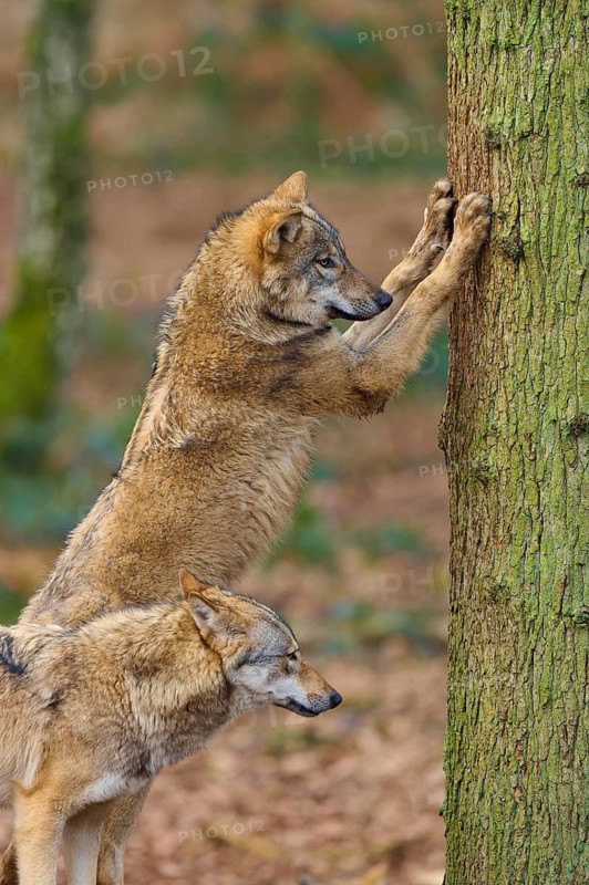 Wolf (Canis lupus), two wolves interacting one standing on a tree trunk in the forest, Germany