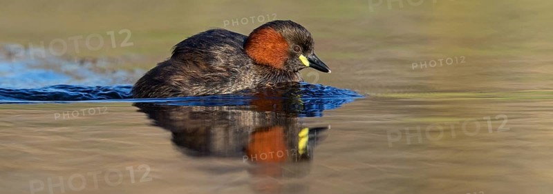 Little grebe, (Tachybaptus ruficollis), (Podiceps ruficollis), animals, birds, grebe family, swims in the water, biotope, habitat, Rosensteinpark, Stuttgart, Baden-Würrttemberg, Federal Republic of Germany