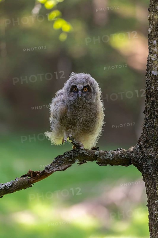 One young long-eared owl (Asio otus), sitting on a branch of a tree. Green vegetation in the background