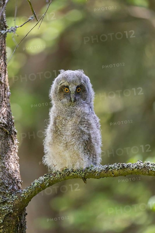 One young long-eared owl (Asio otus), sitting on a branch of a tree. Green vegetation in the background