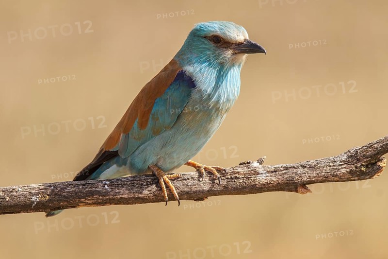 European Roller (Coracias garrulus), perched on a branch, Castile-La Mancha