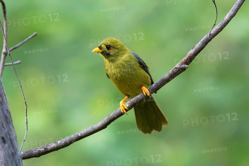 Bell Miner (Manorina melanophrys), Victoria, Australia