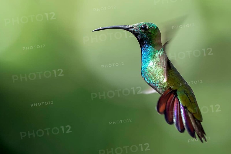 Green-breasted Mango (Anthracothorax prevostii) male flying, Peten, Guatemala
