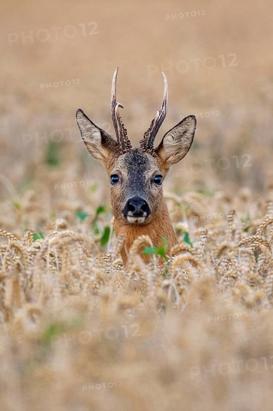 Roebuck (Capreolus capreolus) in wheat, Vechta, Lower Saxony, Germany