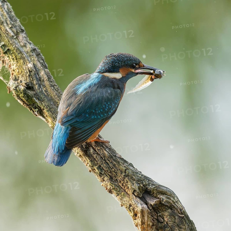 Kingfisher (Alcedo atthis) sitting on an old branch, perch, with tadpole prey in its beak, Lower Saxony, Germany