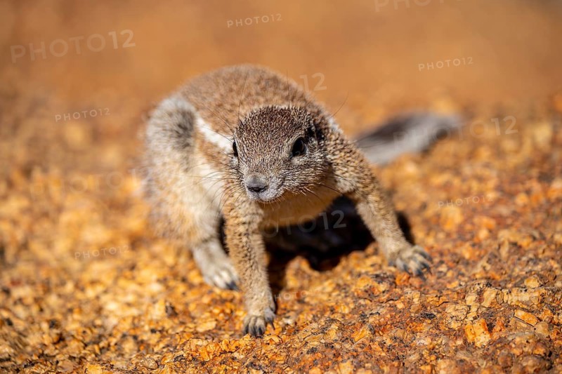 Cape ground squirrel (Xerus inauris), Pontok-Berge, Spitzkoppe, Große Spitzkuppe Nature Reserve, Namibia