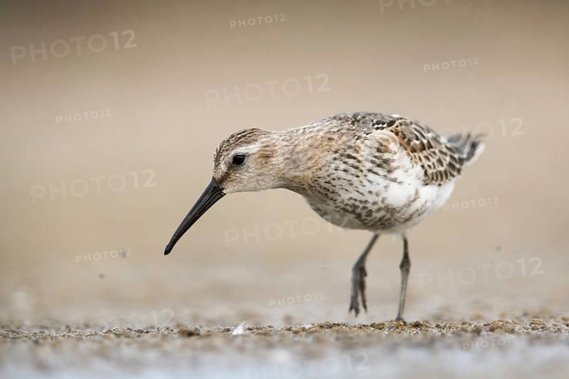 Dunlin (Calidris alpina) foraging, Mecklenburg-Western Pomerania, Germany