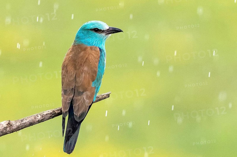 European Roller (Coracias garrulus) perched on a branch in the rain, Subotica, Serbia