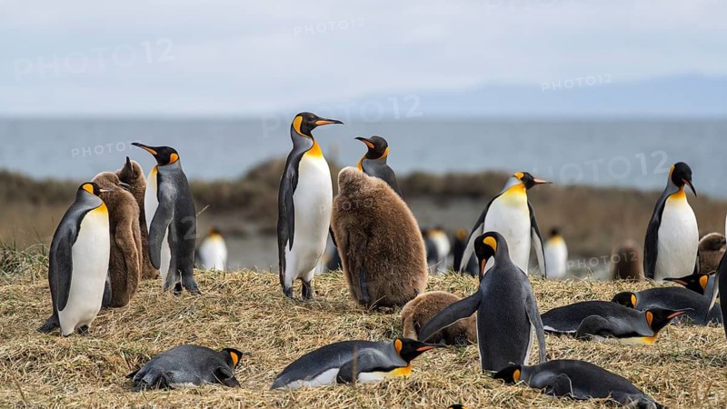 King penguins (Aptenodytes patagonicus), colony with adults and chicks in brown dun-coloured plumage on a grassy area on the coast, Parque Pingüino Rey, Bahía Inútil, Tierra del Fuego, Chile